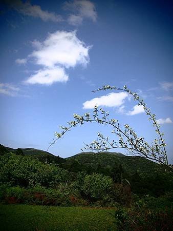 陽明山東段縱走 (2)