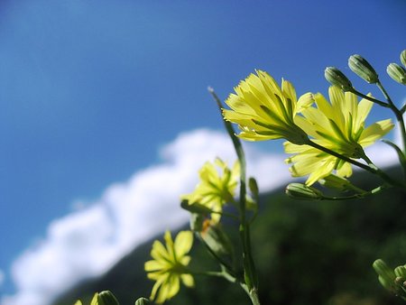 太魯閣的小野花.JPG