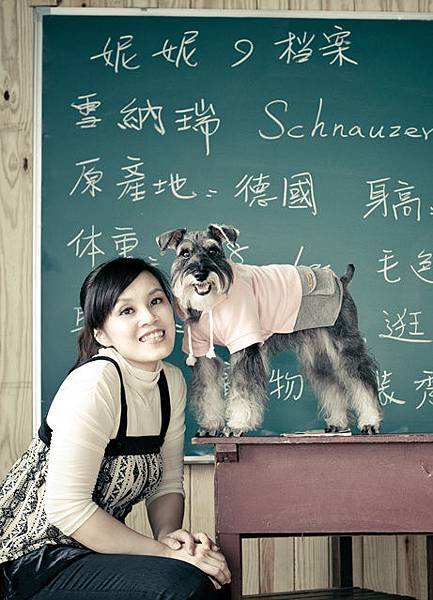 高雄寵物寫真攝影-可愛雪納瑞愛犬