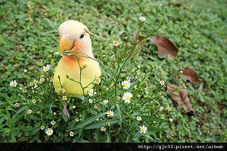 小芒果與小雛菊