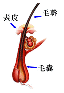毛髮組成1000405-1