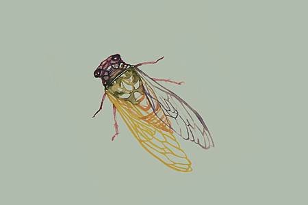 Cicada 封底的蟬 長方形.jpg