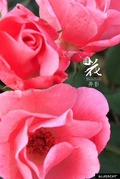 舞花弄影09.jpg