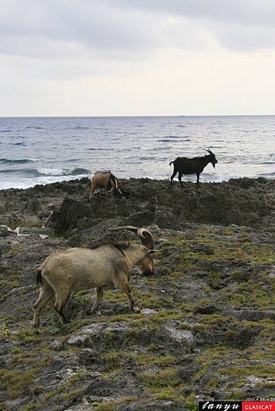 蘭嶼(動物)07.JPG