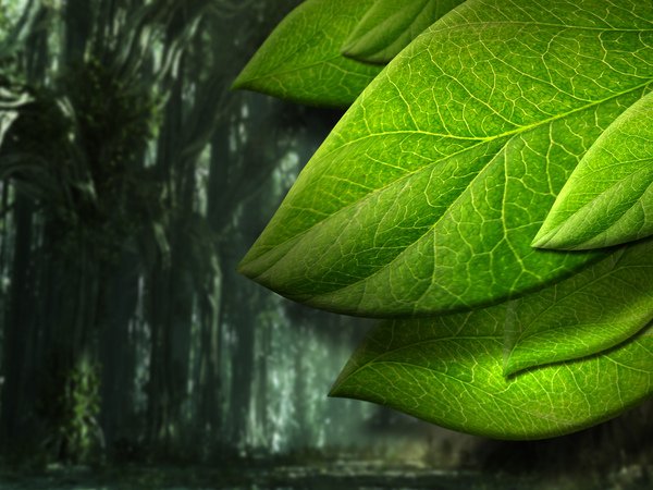 Apple_Leaf_Texture_I_by_texurestockbyhjs拷貝.jpg