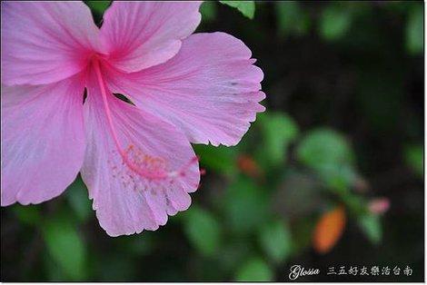 為什麼台南的花都粉的這麼美阿