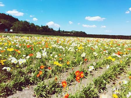 北海道之旅_4517.jpg
