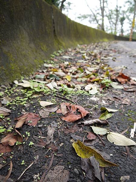 leaves, fall.