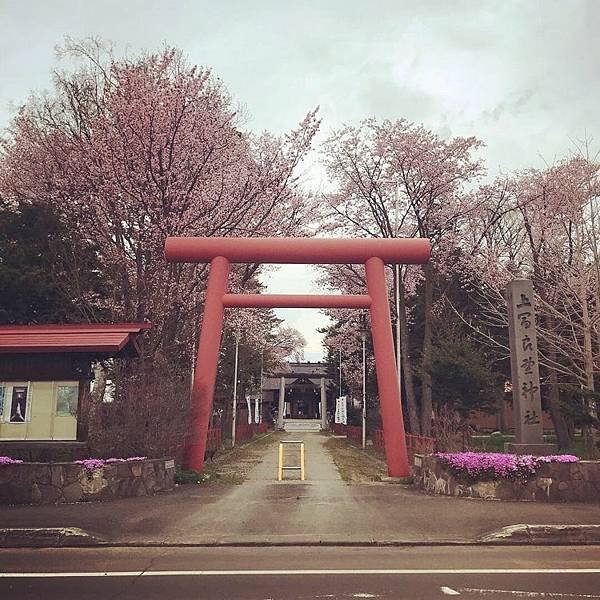 [北海道上富良野] 上富良野神社賞櫻及繡球花