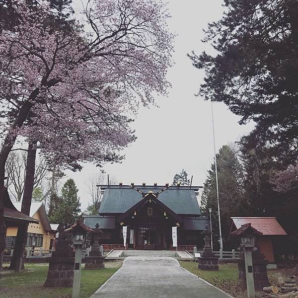 [北海道上富良野] 上富良野神社賞櫻及繡球花