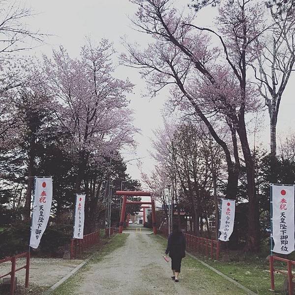 [北海道上富良野] 上富良野神社賞櫻及繡球花