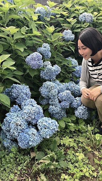 [北海道上富良野] 上富良野神社賞櫻及繡球花