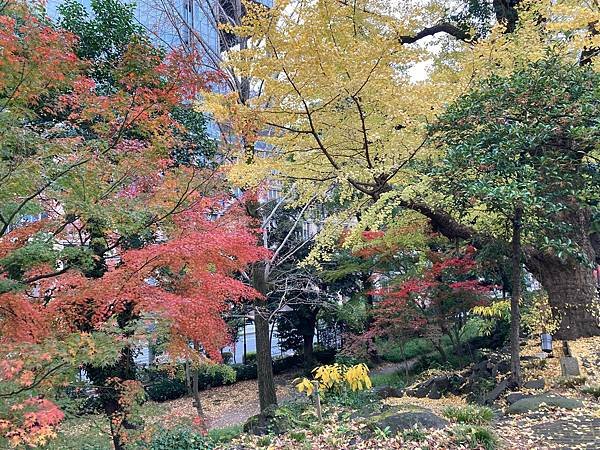 [東京賞楓] 日比谷公園~超推薦的賞楓景點