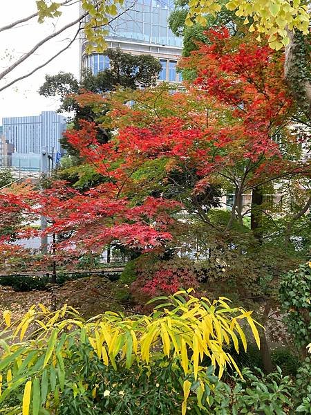 [東京賞楓] 日比谷公園~超推薦的賞楓景點