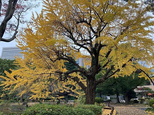 [東京賞楓] 日比谷公園~超推薦的賞楓景點