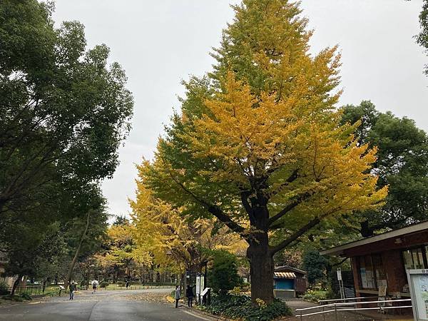 [東京賞楓] 日比谷公園~超推薦的賞楓景點