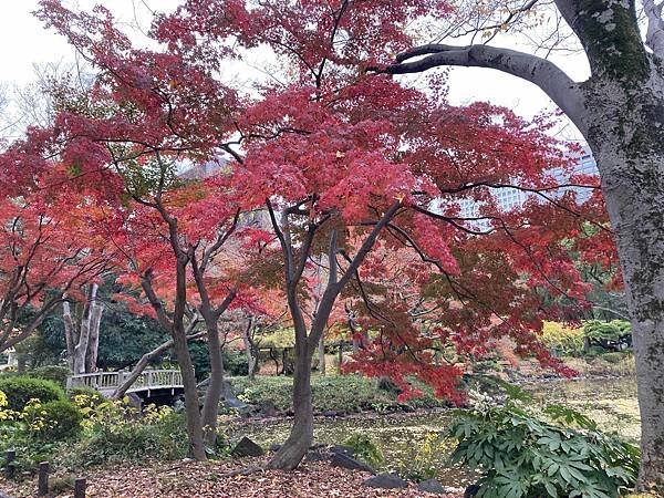 [東京賞楓] 日比谷公園~超推薦的賞楓景點