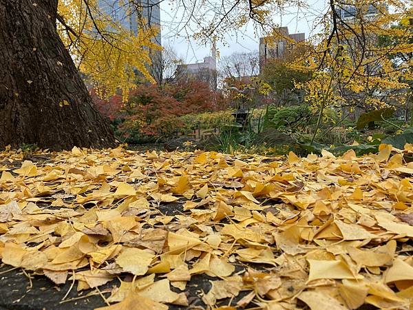 [東京賞楓] 日比谷公園~超推薦的賞楓景點