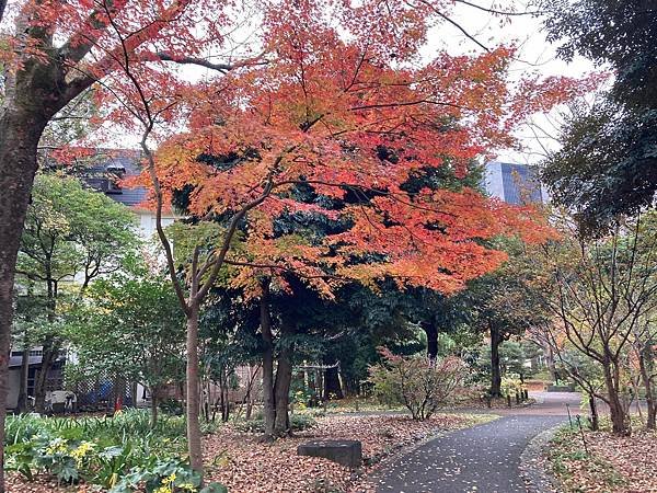 [東京賞楓] 日比谷公園~超推薦的賞楓景點