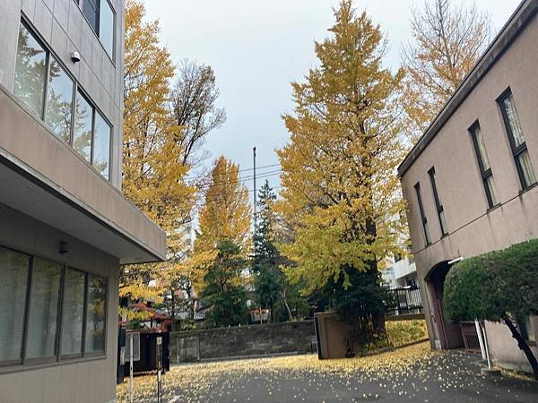 [東京銀杏] 東京大學賞銀杏