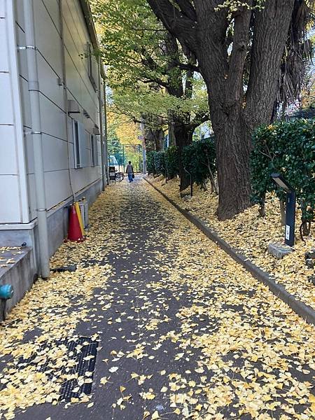 [東京銀杏] 東京大學賞銀杏