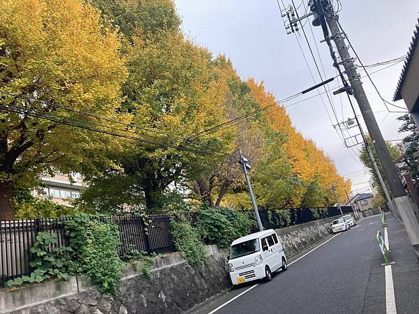 [東京銀杏] 東京大學賞銀杏