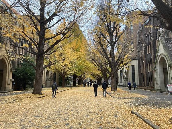 [東京銀杏] 東京大學賞銀杏