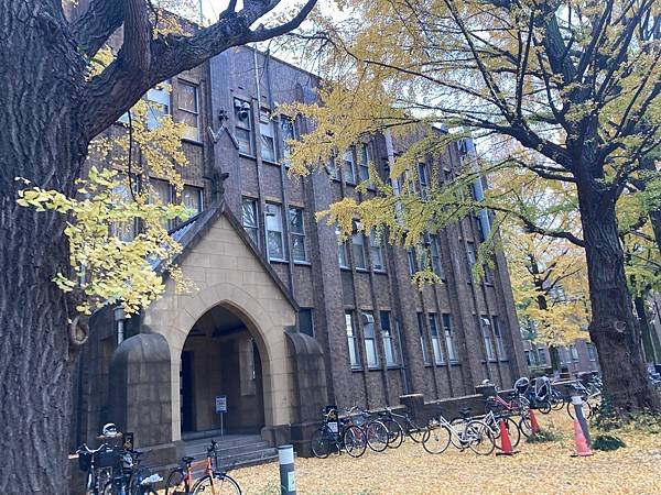 [東京銀杏] 東京大學賞銀杏