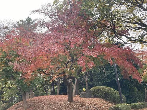 [東京銀杏] 東京大學賞銀杏