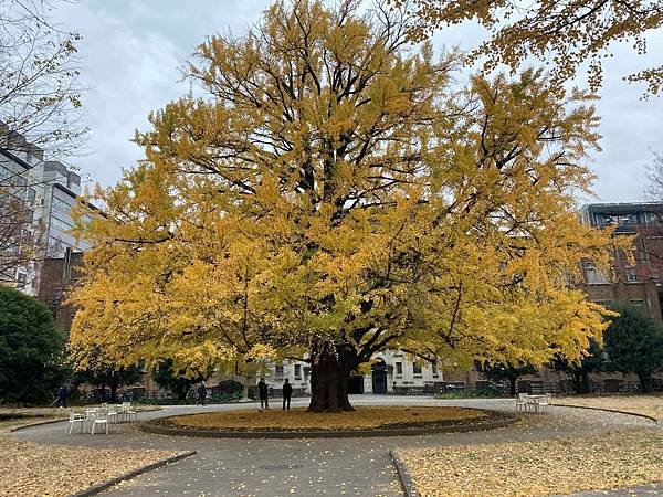 [東京銀杏] 東京大學賞銀杏