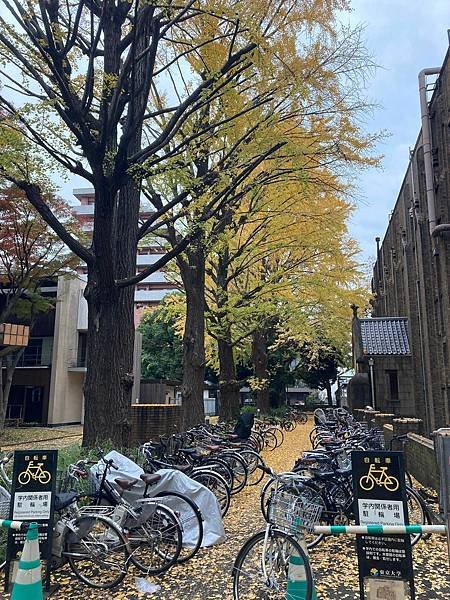 [東京銀杏] 東京大學賞銀杏