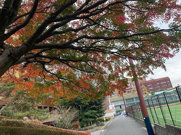 [東京銀杏] 東京大學賞銀杏