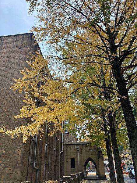 [東京銀杏] 東京大學賞銀杏