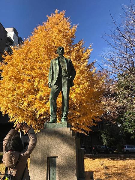 [東京銀杏] 東京大學賞銀杏