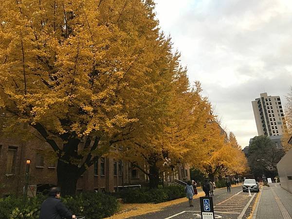 [東京銀杏] 東京大學賞銀杏