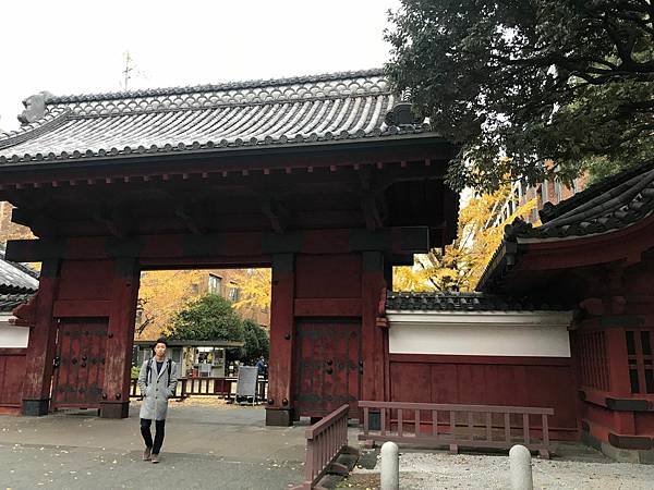 [東京銀杏] 東京大學賞銀杏