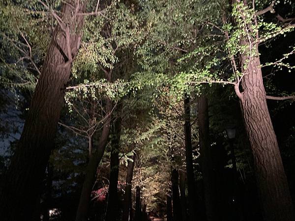 [東京賞楓] 都內推薦大田黑公園賞夜楓