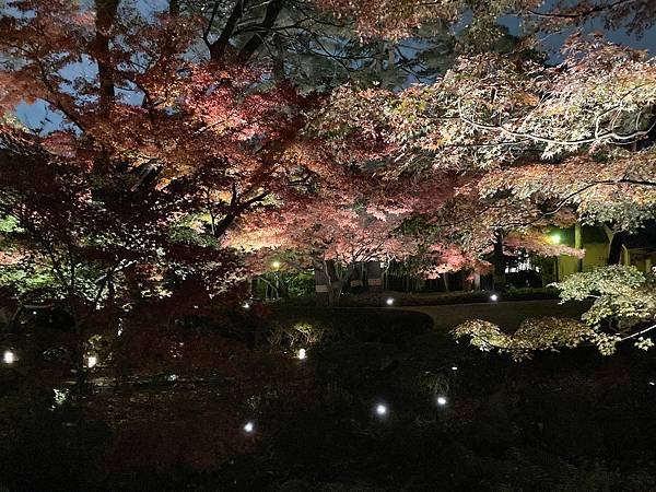 [東京賞楓] 都內推薦大田黑公園賞夜楓