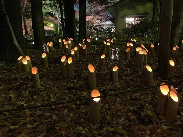 [東京賞楓] 都內推薦大田黑公園賞夜楓