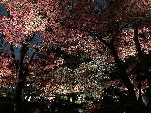 [東京賞楓] 都內推薦大田黑公園賞夜楓