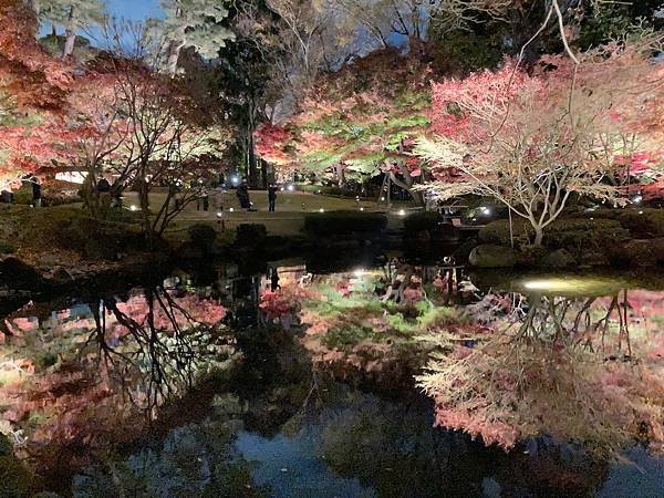 [東京賞楓] 都內推薦大田黑公園賞夜楓