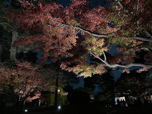 [東京賞楓] 都內推薦大田黑公園賞夜楓