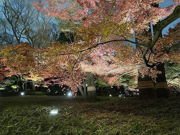 [東京賞楓] 都內推薦大田黑公園賞夜楓