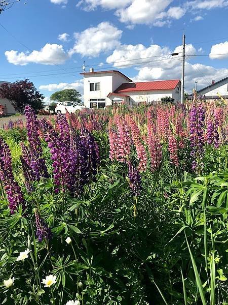 [北海道上富良野] 全景之路江花(パノラマロード江花, Pa