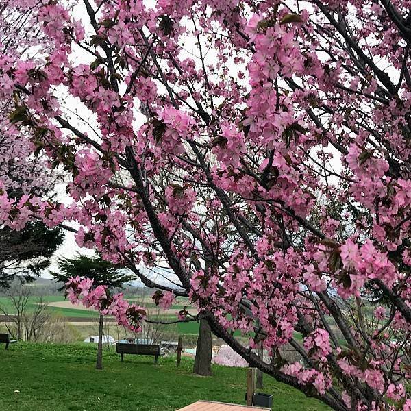 [北海道上富良野] 日之出公園(日の出公園)