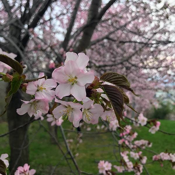 [北海道上富良野] 日之出公園(日の出公園)