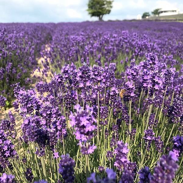 [北海道上富良野] 日之出公園(日の出公園)