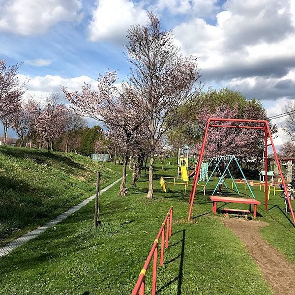 [北海道上富良野] 適合帶小孩放電跟野餐的島津公園(しまつこ