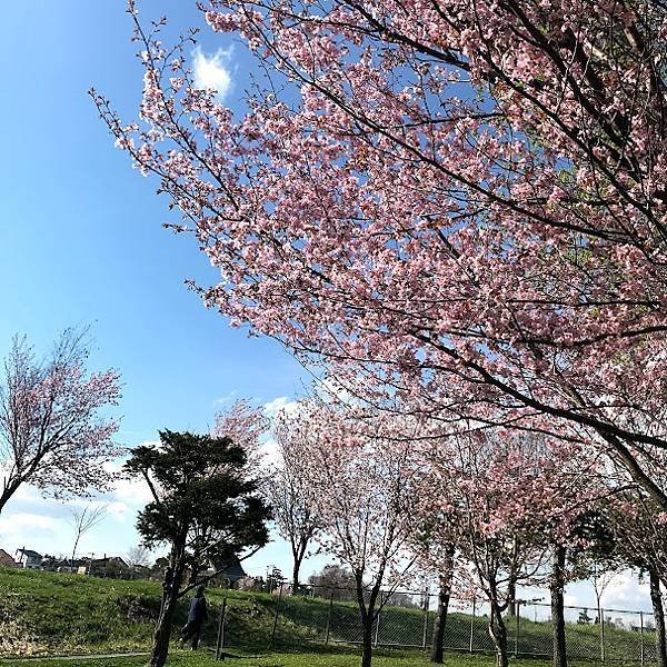 [北海道上富良野] 適合帶小孩放電跟野餐的島津公園(しまつこ