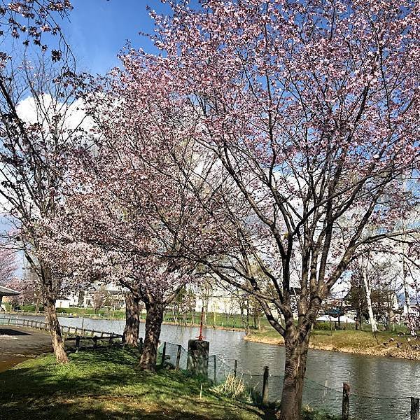 [北海道上富良野] 適合帶小孩放電跟野餐的島津公園(しまつこ